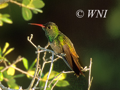 Buff-bellied Hummingbird (Amazilia yucatanensis)